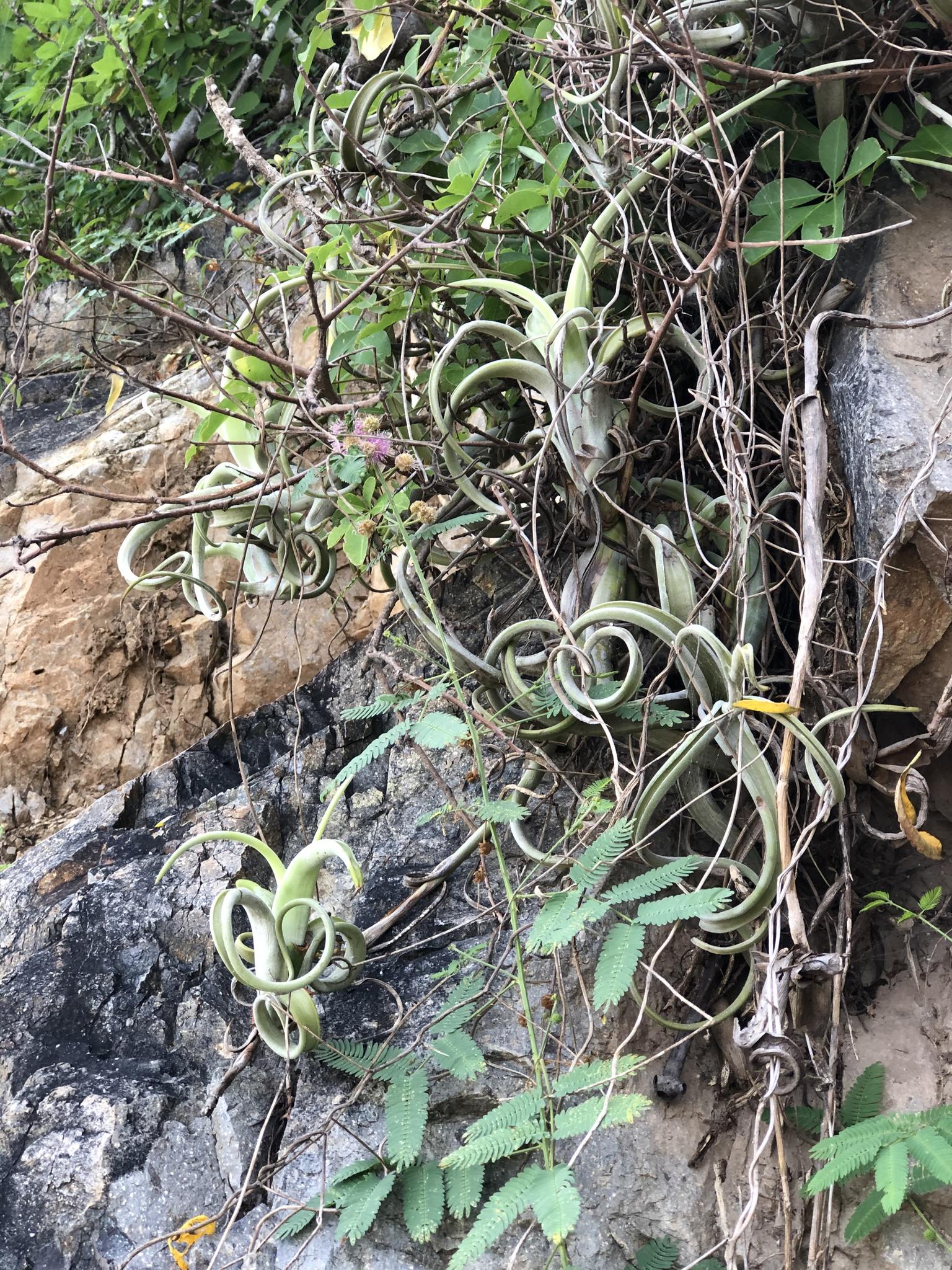 Tillandsia intermedia